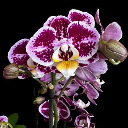 7️⃣6️⃣. Optimost Mix – Famous Orchids