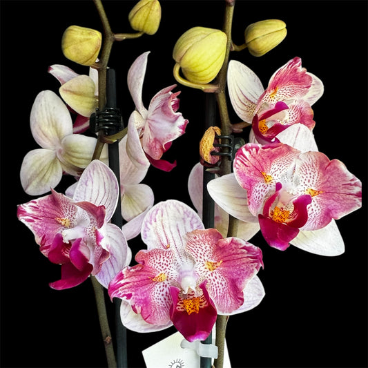 1️⃣5️⃣. Little Gem Stripes – Limited Edition Peloric Butterfly Bloom Phalaenopsis Orchid