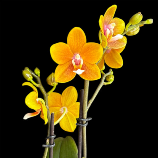 5️⃣.Sunshine Dream Aroma – Limited Edition Scented Orchid