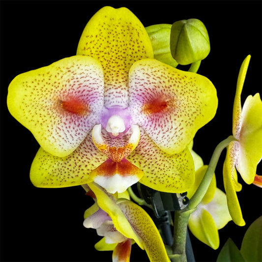 2️⃣5️⃣. Yaphon Yellow Batman – Limited Edition Peloric Butterfly Bloom Phalaenopsis Orchid
