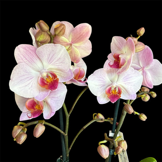 3️⃣. Mindblowing – Limited Edition Peloric Butterfly Bloom Phalaenopsis Orchid