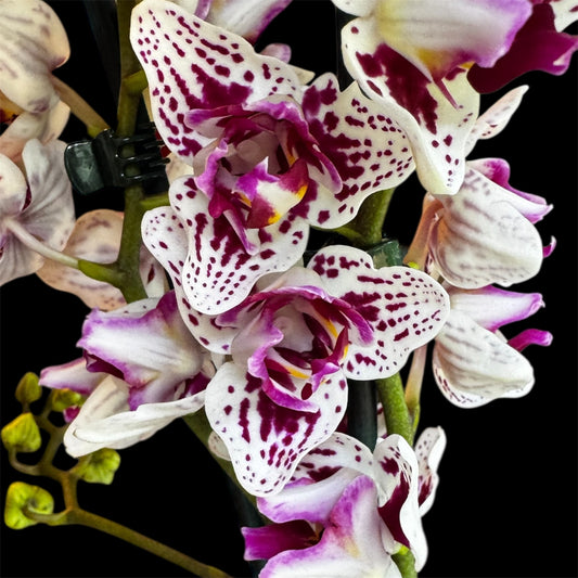 6️⃣. Younghome Summer – Limited Edition Peloric 3-Lips Orchid