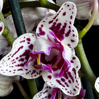 6️⃣. Younghome Summer – Limited Edition Peloric 3-Lips Orchid