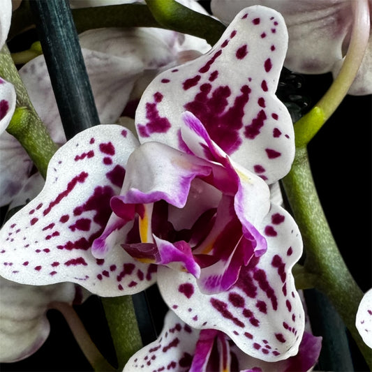 6️⃣. Younghome Summer – Limited Edition Peloric 3-Lips Orchid