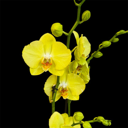 1️⃣4️⃣. Optistar Hollywood Mix 2 Spike Orchids