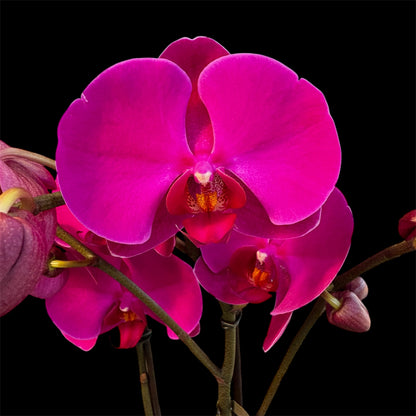 1️⃣4️⃣. Optistar Hollywood Mix 2 Spike Orchids