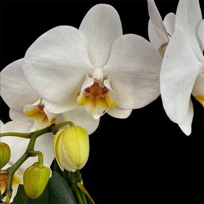 7️⃣6️⃣. Optimost Mix – Famous Orchids