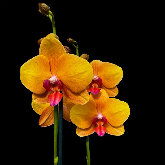 1️⃣7️⃣.Buddha Orchid – 60cm Tall Gold Collection