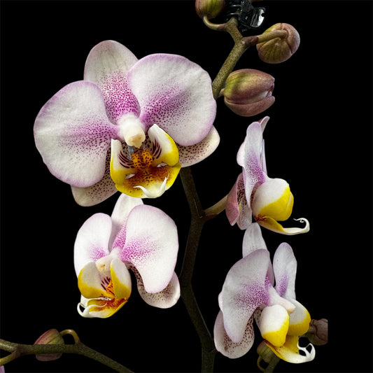1️⃣9️⃣. Carola Orchid- Limited edition