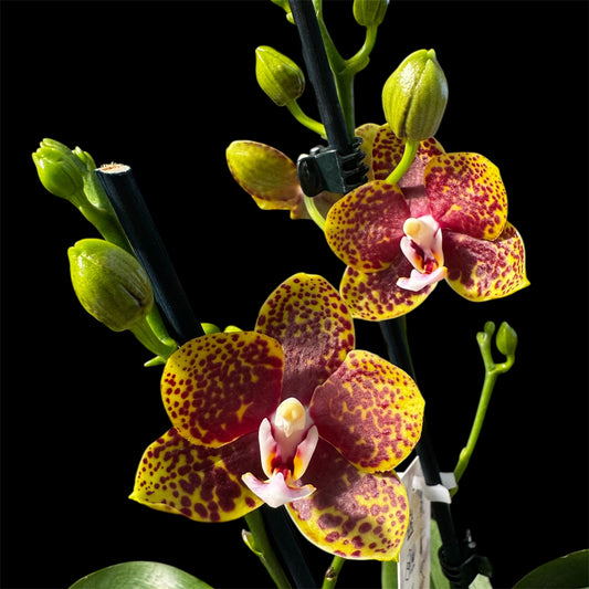 1️⃣8️⃣. Bambula exotic orchid- Limited edition