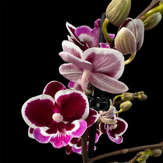 1️⃣6️⃣.Cha Cha MINI Bloom Big Lip Orchid