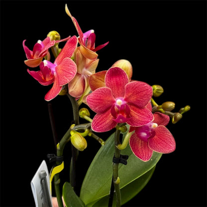 4️⃣6️⃣. Phalaenopsis TINY DOLL – 2 Spike Orchid (7cm Pot, 25cm Height)
