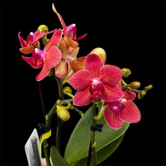 4️⃣6️⃣. Phalaenopsis TINY DOLL – 2 Spike Orchid (7cm Pot, 25cm Height)