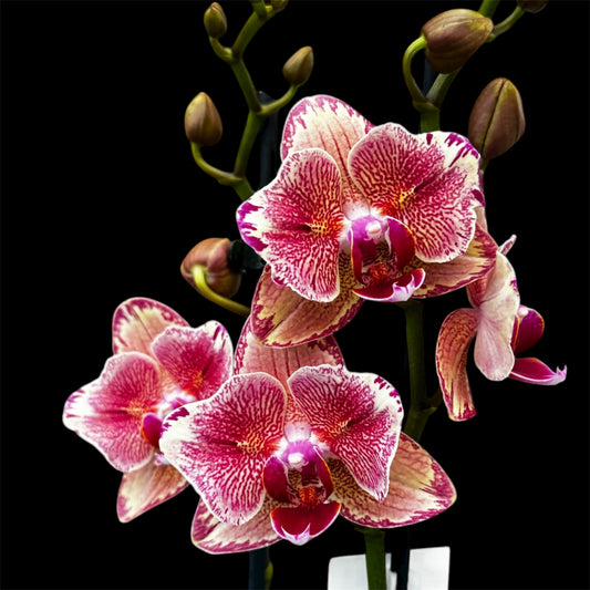 2️⃣2️⃣. Pirate Picotee Orchid – Peloric Butterfly Blooms – Limited Edition