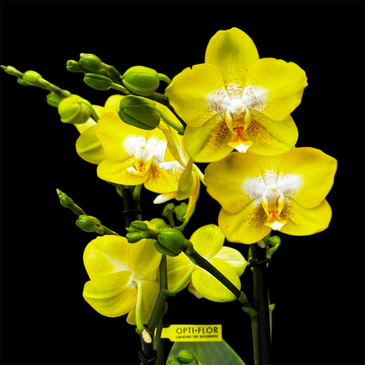 2️⃣1️⃣. Optimost Arezzo Orchid  45-50 cm