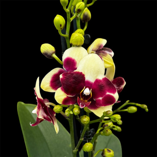 7️⃣.Catania Orchid – Peloric Butterfly Blooms – Limited Edition 45 cm Tall
