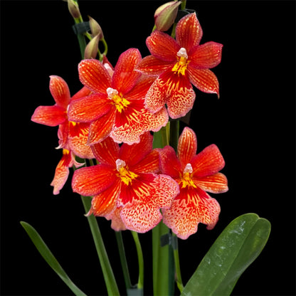 7️⃣7️⃣. Nelly Isler Orchid SCENTED