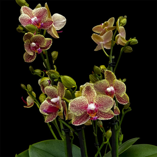 2️⃣3️⃣. Picachu Orchid 45–50 cm Tall 4 Blooming Spikes