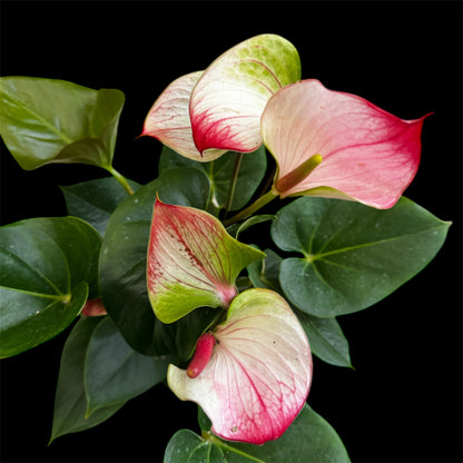 4️⃣1️⃣. Anthurium – Mixed Colours