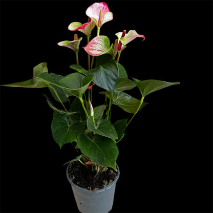 4️⃣1️⃣. Anthurium – Mixed Colours