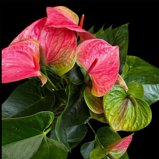 4️⃣1️⃣. Anthurium – Mixed Colours