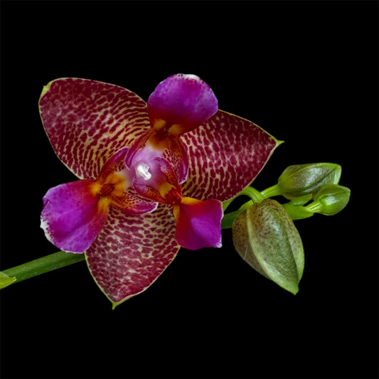 4️⃣5️⃣.Joy Fairy Tale Peloric 3Lip Orchid - Limited