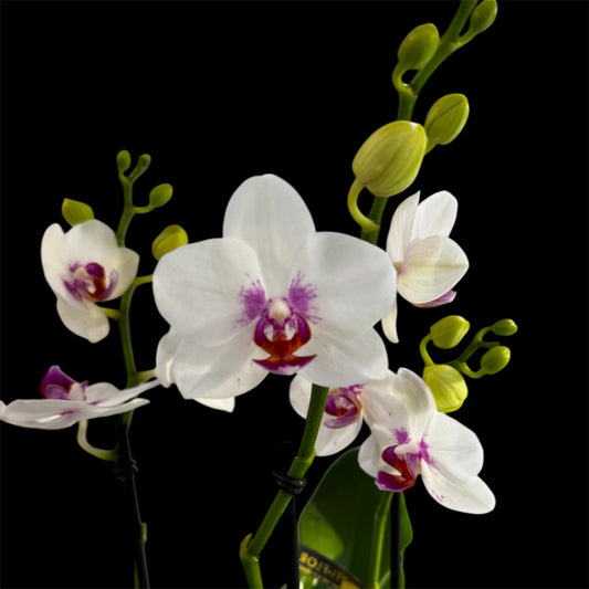 4️⃣2️⃣.Bouquetto Mix Orchids - 3-5 Blooming Spikes