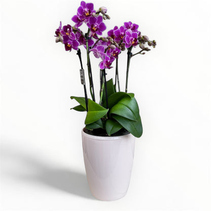 3️⃣. Phalaenopsis Orchid ‘Tiny Doll Fay Duetto’ – 30cm Tall | Twin Orchid in 10.5cm Nursery Pot | Live Flowering Indoor Plant