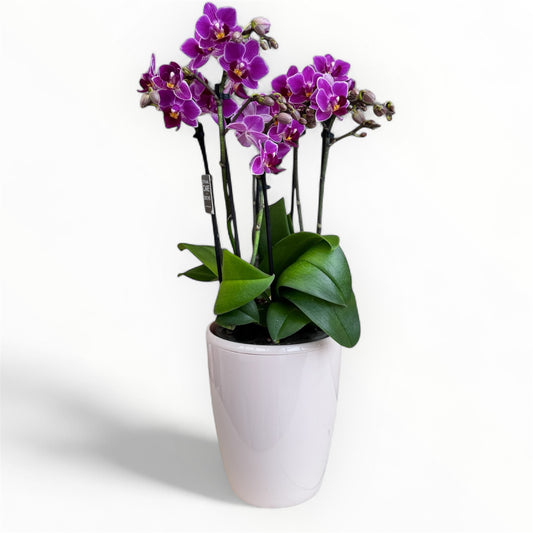 3️⃣. Phalaenopsis Orchid ‘Tiny Doll Fay Duetto’ – 30cm Tall | Twin Orchid in 10.5cm Nursery Pot | Live Flowering Indoor Plant