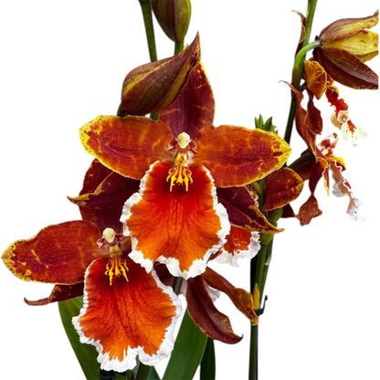 1️⃣2️⃣. Cambria Orchid ‘Inferno Orange’ – 50cm Tall | 12cm Nursery Pot | Live Flowering Indoor Plant