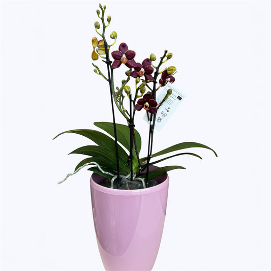4️⃣3️⃣. Phalaenopsis Orchid ‘Sunrise Red Peoker (Esmee)’ – 35cm Tall | 12cm Nursery Pot | Live Flowering Indoor Plant