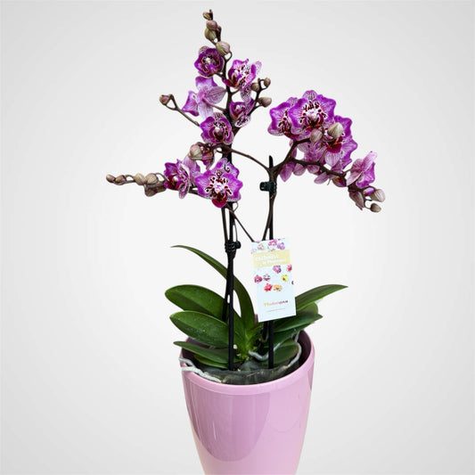 5️⃣1️⃣. Phalaenopsis Orchid ‘Formosa Cranberry (Wilson)’ – 45cm Tall | 12cm Nursery Pot | Live Flowering Indoor Plant
