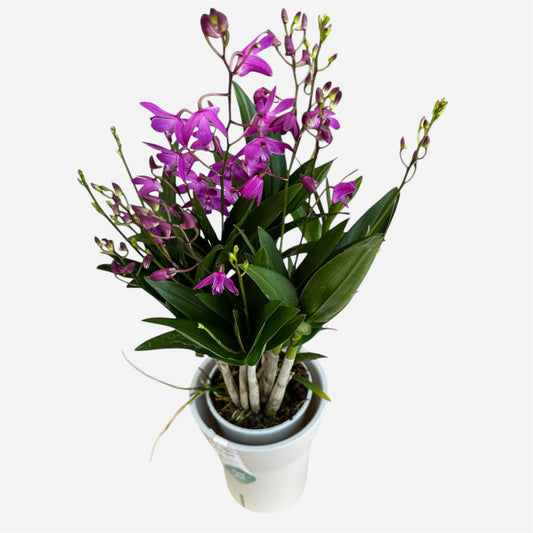 1️⃣0️⃣.  Dendrobium Orchid ‘Berry Oda’ – 40cm Tall | 12cm Nursery Pot | Fragrant Live Flowering Indoor Plant