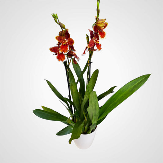 1️⃣2️⃣. Cambria Orchid ‘Inferno Orange’ – 50cm Tall | 12cm Nursery Pot | Live Flowering Indoor Plant