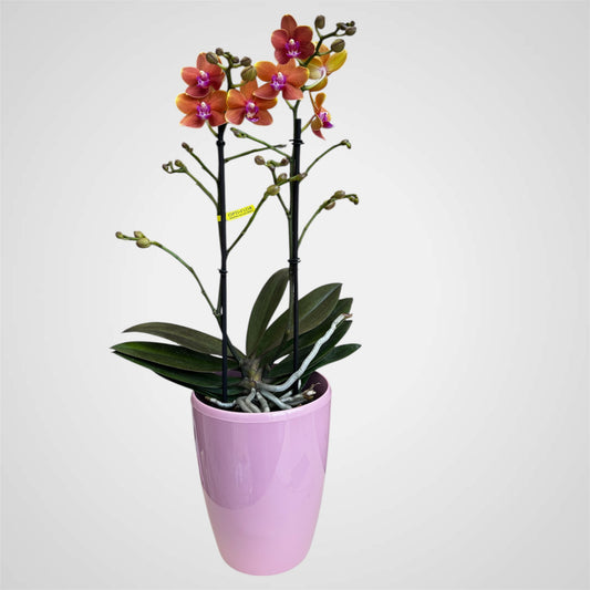 2️⃣4️⃣. Phalaenopsis Orchid ‘Paprika’ – 45cm Tall | 12cm Nursery Pot | Live Flowering Indoor Plant