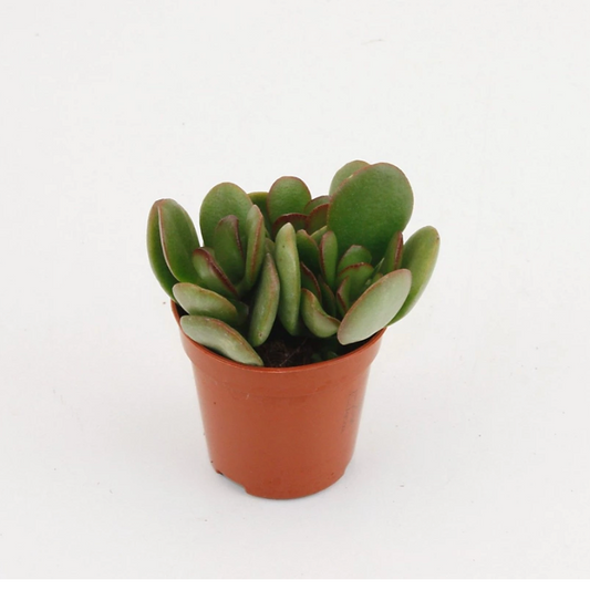 Money mini plant - Jade