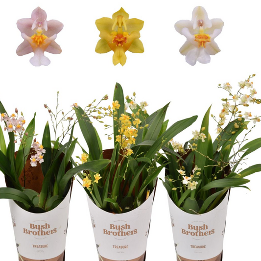 5️⃣0️⃣. Oncidium Twinkle Mix Slightly Scented  – Miniature 25cm