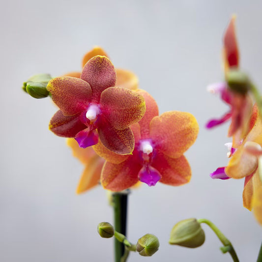 2️⃣8️⃣. Phalaenopsis 'Bolgheri' scented moth orchid