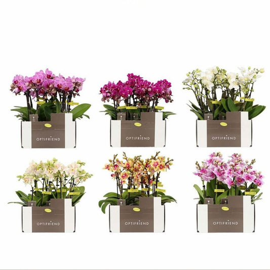 4️⃣6️⃣. Phalaenopsis TINY DOLL – 1 or 2 Spike Orchid (7cm Pot, 25cm Height)