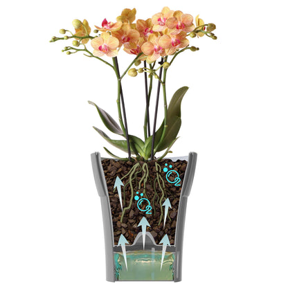 Happyplants Dali-Dea Orchid Self-Watering Flower Pot Planter With Water Level Indicator Water Reserve And Drainage Holes