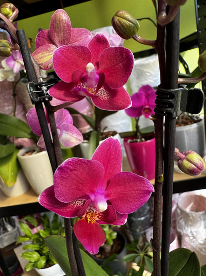 2️⃣3️⃣. Premium MINI BLOOM Live Orchid Plant for Indoors Phalaenopsis 9CM Double Stem Multicolour