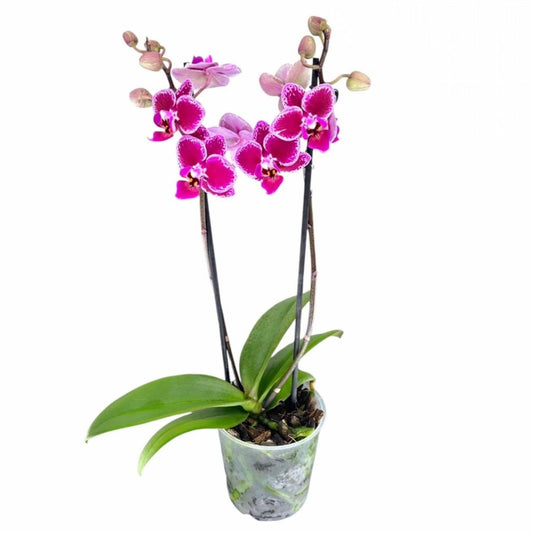 2️⃣3️⃣. Premium MINI BLOOM Live Orchid Plant for Indoors Phalaenopsis 9CM Double Stem Multicolour