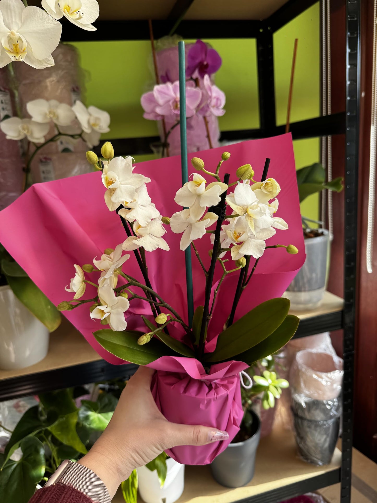 2️⃣3️⃣. Premium MINI BLOOM Live Orchid Plant for Indoors Phalaenopsis 9CM Double Stem Multicolour