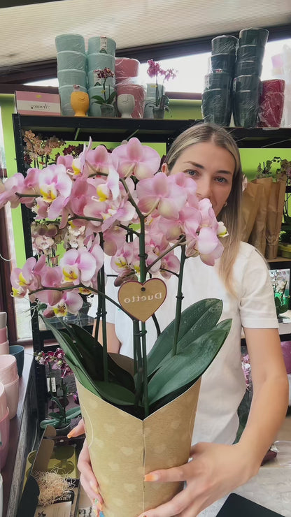 3️⃣6️⃣. I like DUETTO 2orchids in one pot 30-40 blooms